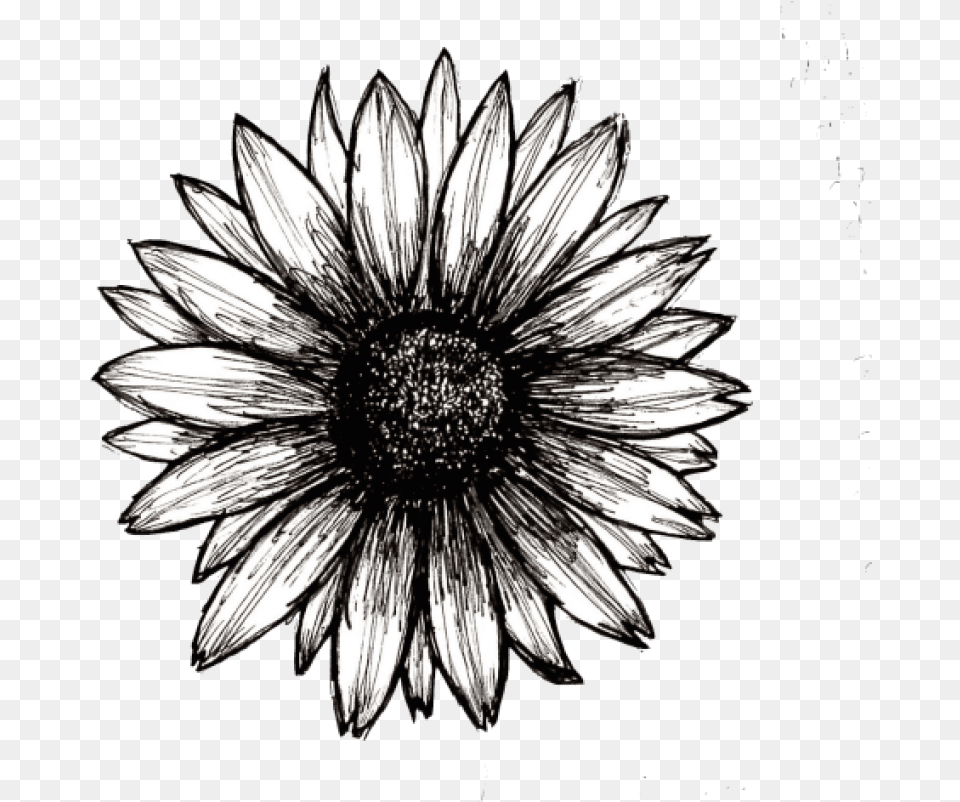 Sunflower Tumblr Black And White Sunflower, Daisy, Flower, Plant, Dahlia Png