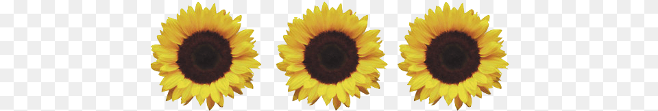Sunflower Tumblr High School Trivia About Mathematics, Flower, Plant Free Png
