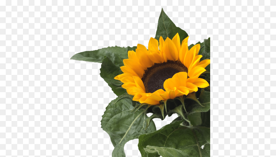 Sunflower Tumblr Sunflower Image With No Transparent Sunflower Aesthetic, Flower, Plant Png