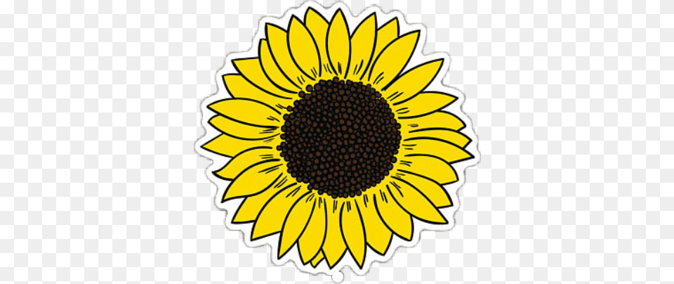 Sunflower Tumblr Sunflower Sticker, Flower, Plant, Daisy Free Png