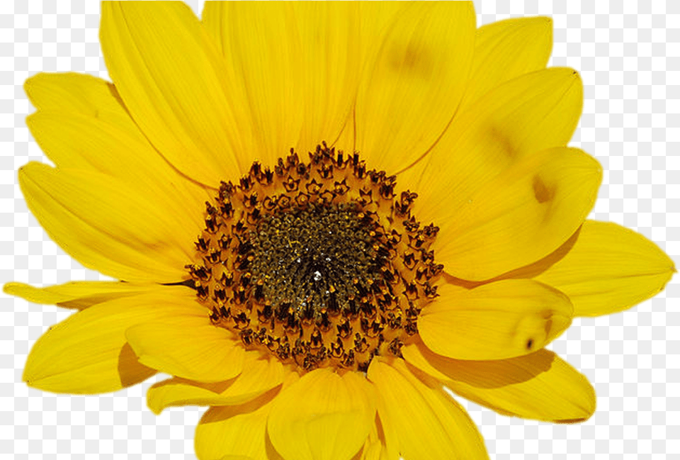 Sunflower Tumblr Sunflower Transparent, Daisy, Flower, Plant, Pollen Png