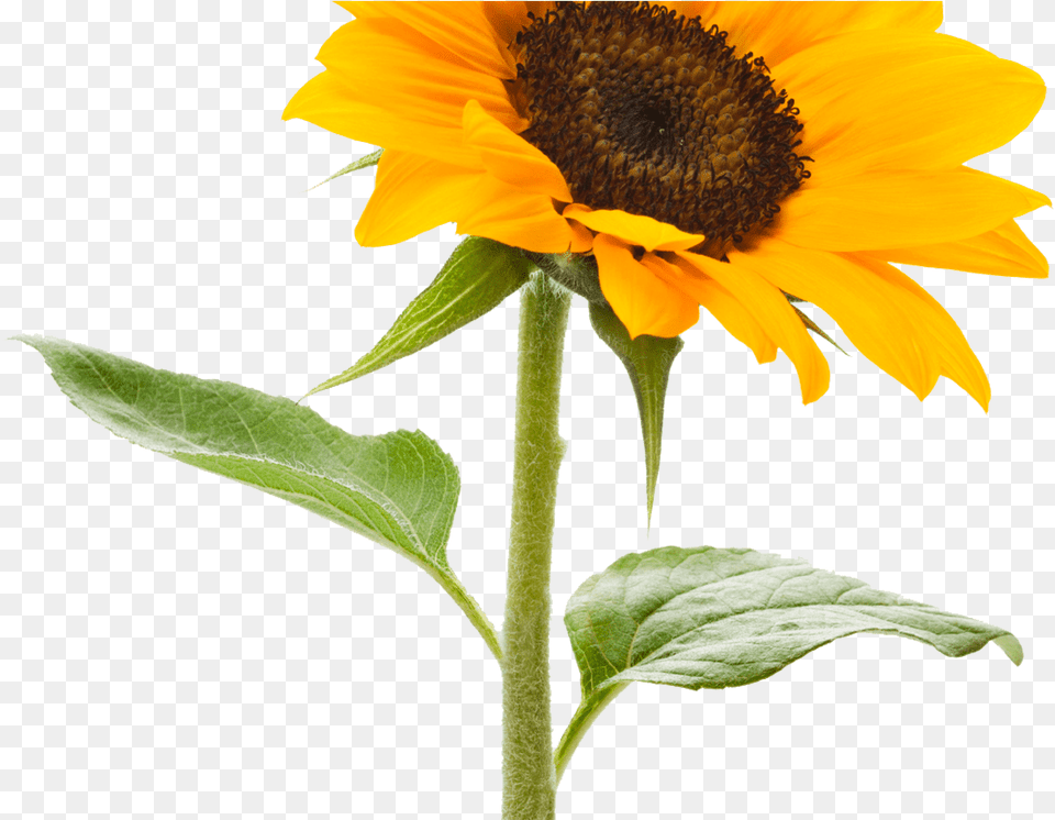 Sunflower Tumblr Tumblr Sunflowers Clipart Background Sunflower, Flower, Plant Free Png Download