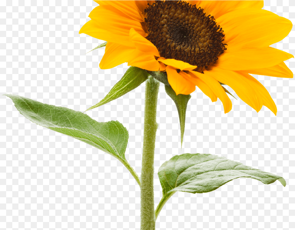 Sunflower Tumblr Tumblr Sunflowers, Flower, Plant Free Transparent Png