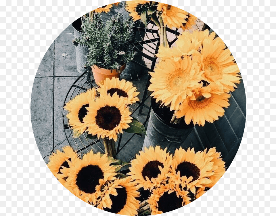 Sunflower Tumblr Yellow Sticker By Joslin Niche Icon, Daisy, Potted Plant, Plant, Photography Free Transparent Png