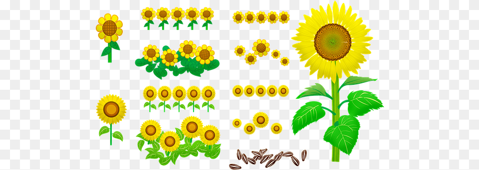 Sunflower U0026 Flower Illustrations Pixabay Fresh, Plant Free Png