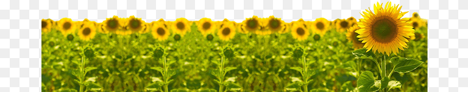 Sunflower V3 Sunflower, Flower, Plant, Field, Outdoors Free Transparent Png