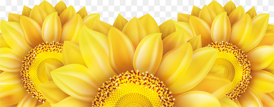 Sunflower Vector Vector Sunflower, Flower, Plant, Daisy, Petal Free Png Download