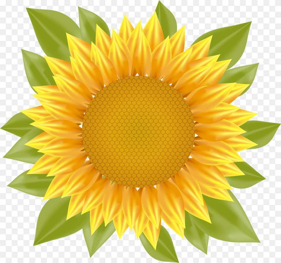Sunflower Vector Vector Sunflower, Flower, Plant Free Png Download