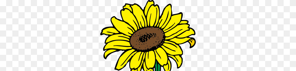 Sunflower Vectors Ui Download, Daisy, Flower, Plant, Person Free Png