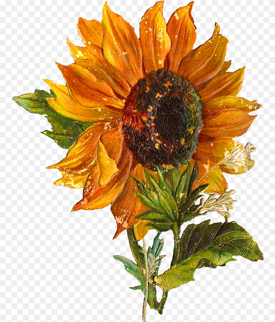 Sunflower Vintage Sunflower Transparent Background, Flower, Plant Free Png
