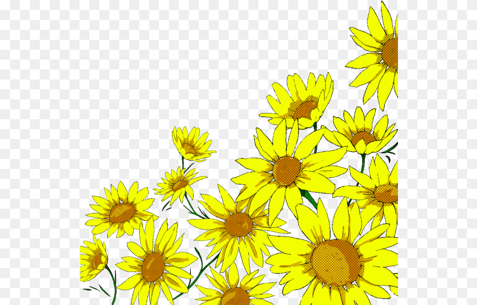 Sunflower Watercolor Banner Black And White Transparent Background Sunflower Clipart, Daisy, Flower, Plant, Petal Free Png
