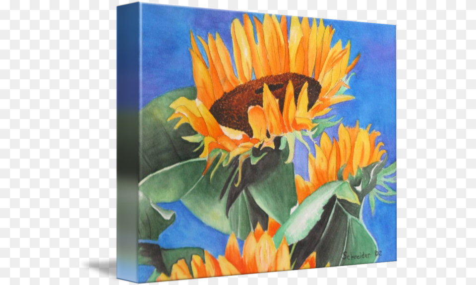 Sunflower Watercolor By Sarah Schneider Sunflower, Flower, Plant, Art, Painting Free Png Download