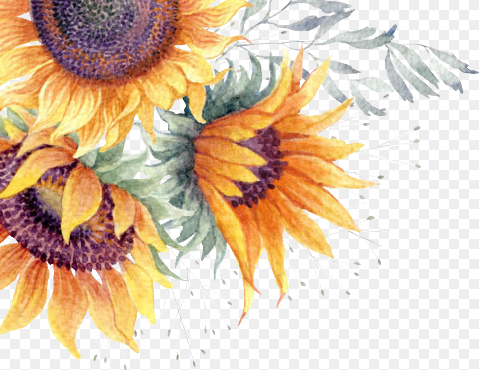 Sunflower Watercolor Clipart Background Sunflower, Flower, Plant, Pattern, Art Free Png