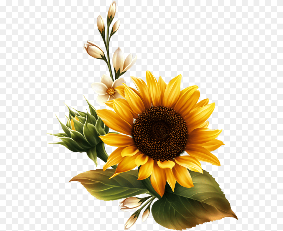 Sunflower Watercolor Real Sunflower Background, Flower, Plant, Flower Arrangement Free Transparent Png