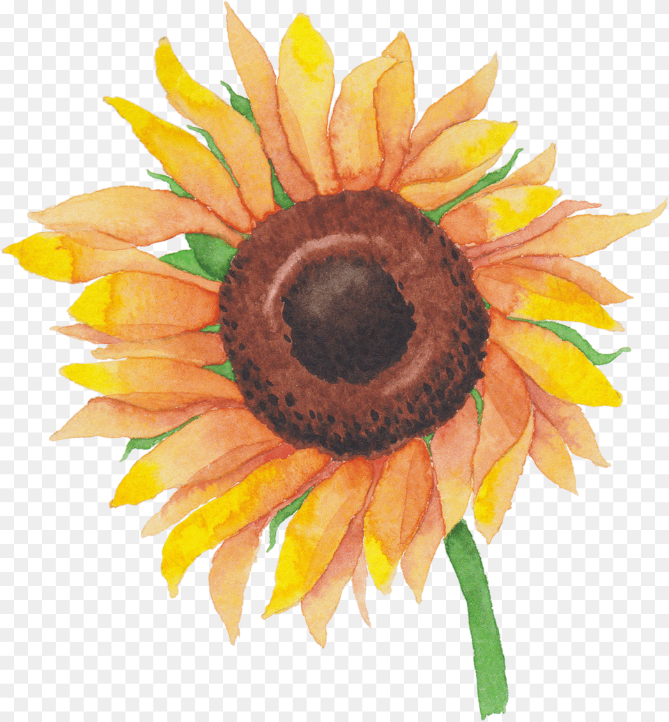Sunflower Watercolor Sunflower, Flower, Plant, Daisy Free Png