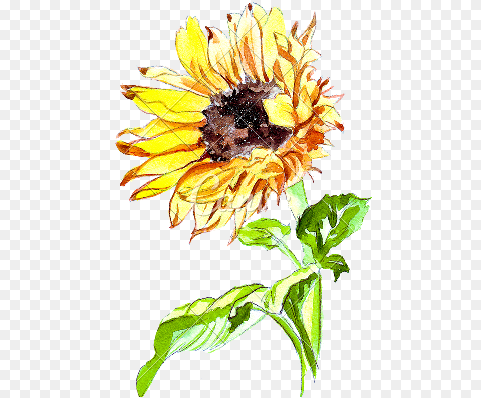 Sunflower Watercolor Sunflower, Daisy, Flower, Plant, Acanthaceae Png