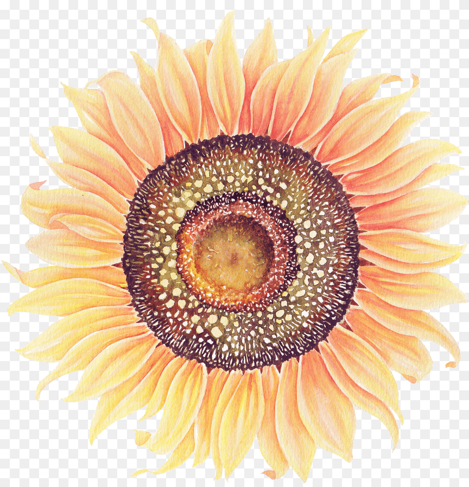 Sunflower Watercolor Transparent Watercolour Sunflowers Free Png