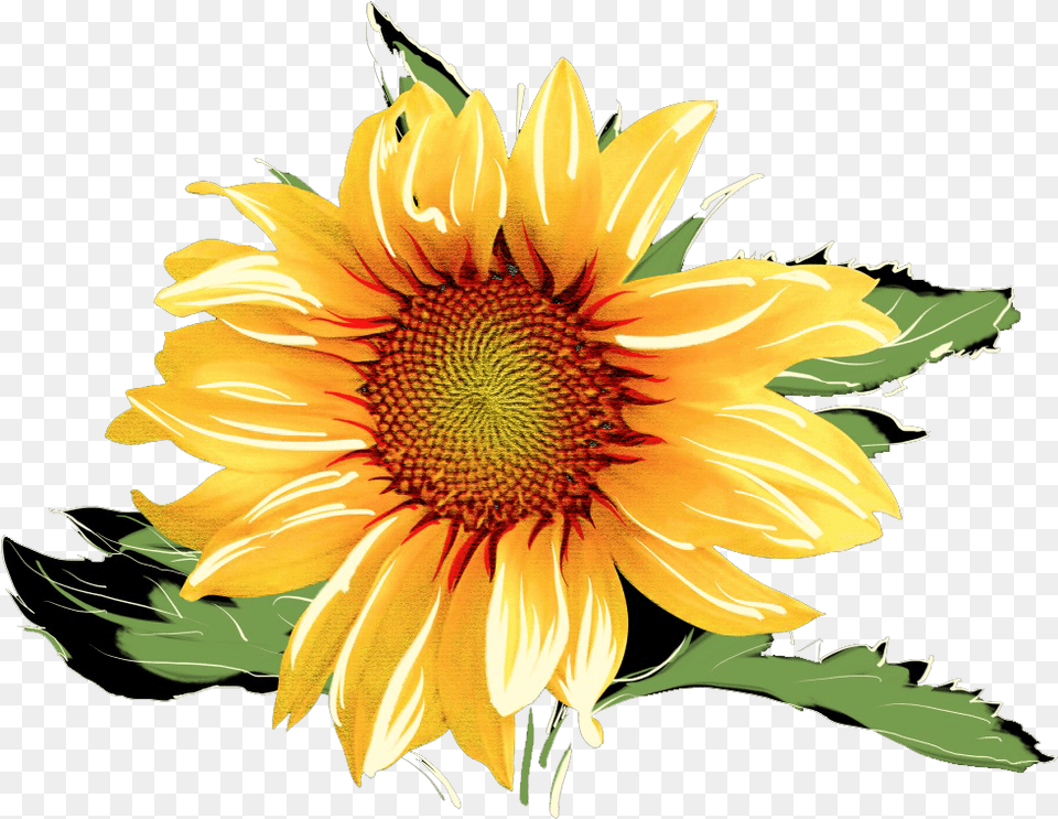 Sunflower Watercolor Watercolor Sunflower Clip Art, Flower, Plant Png Image