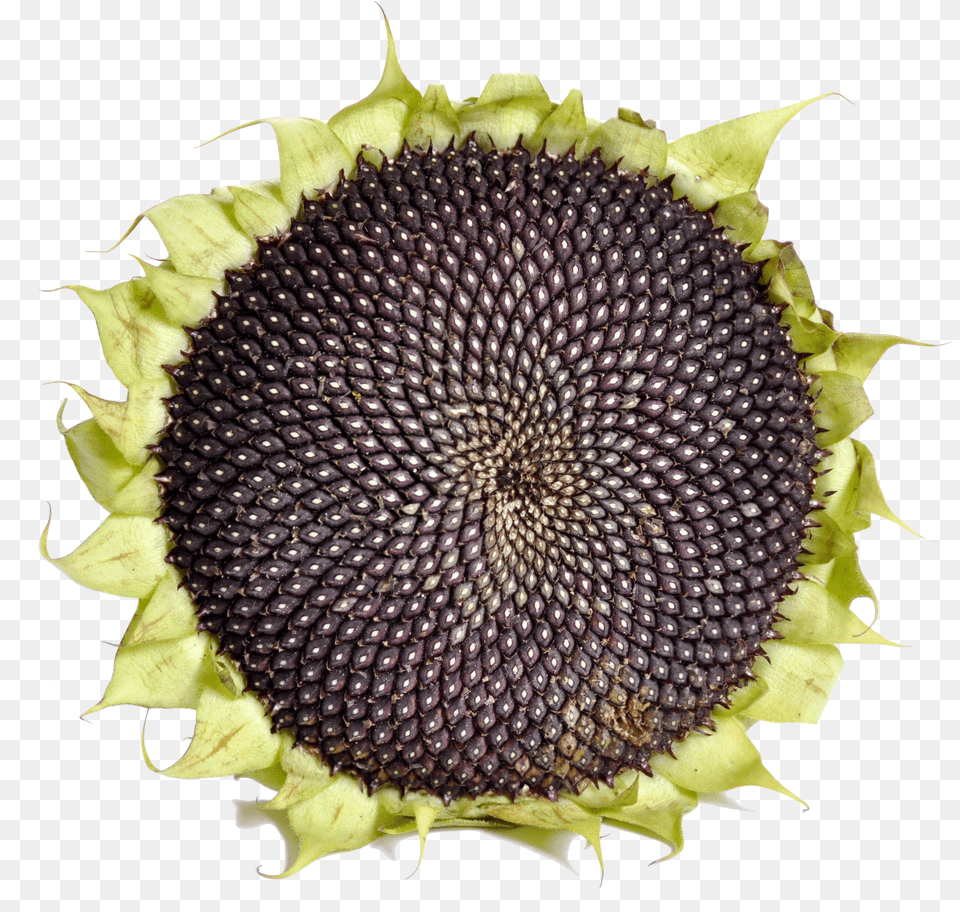 Sunflower With Black Seeds Sunflower Seed Png