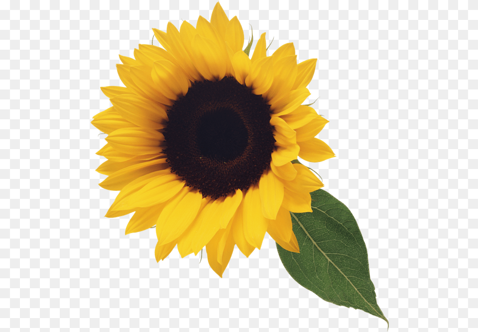 Sunflower With Leaf Clipart Clear Background Sunflower, Flower, Plant Png