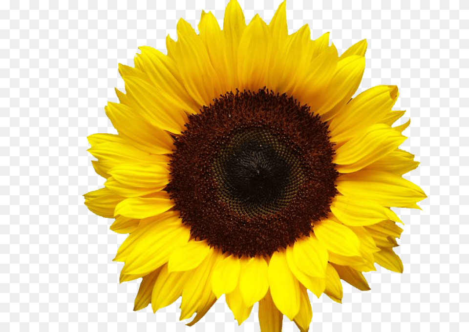 Sunflowers, Flower, Plant, Sunflower Png Image