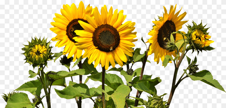 Sunflowers, Flower, Plant, Sunflower, Animal Png