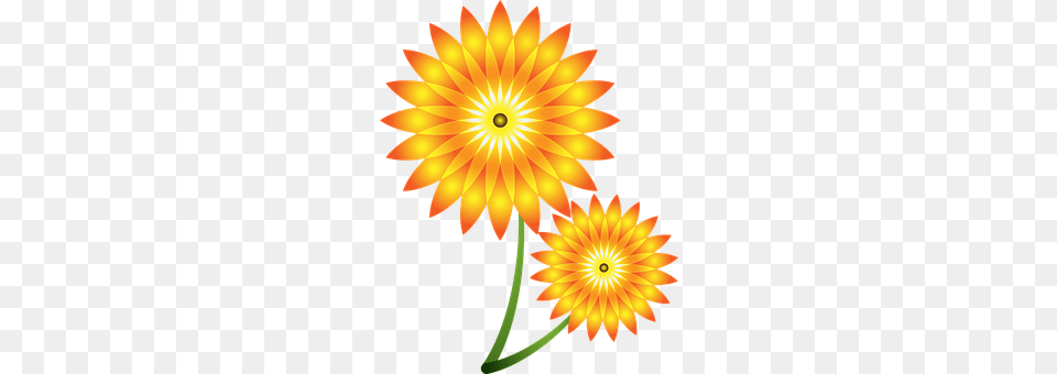 Sunflowers Dahlia, Daisy, Flower, Plant Free Png