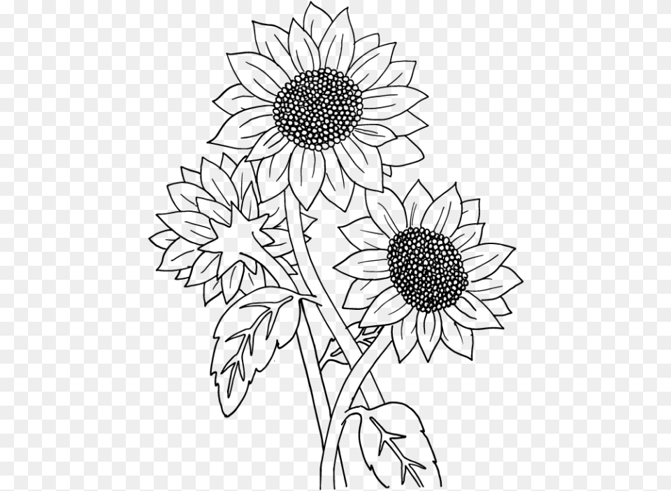 Sunflowers, Gray Png Image