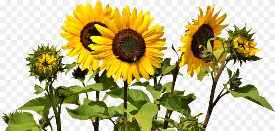 Sunflowers, Flower, Plant, Sunflower Free Png Download