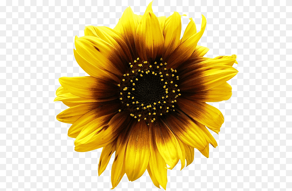 Sunflowers, Flower, Plant, Sunflower, Daisy Png