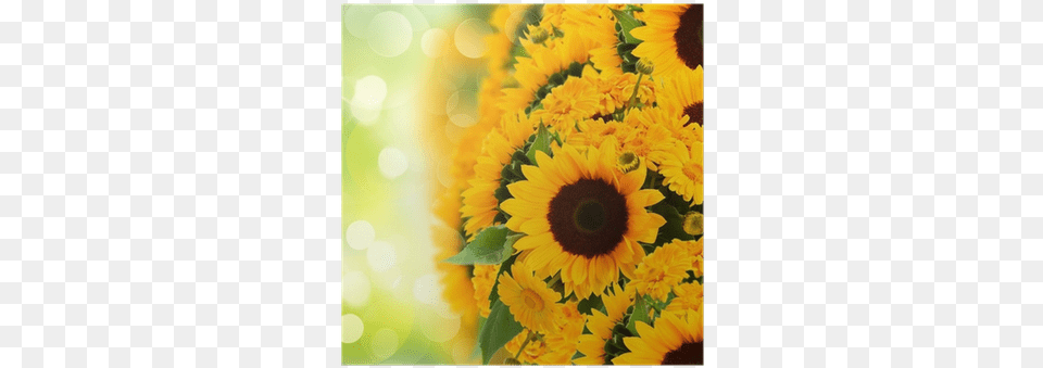 Sunflowers Anc Marigold Flowers Border Poster Pixers Common Sunflower, Flower, Flower Arrangement, Plant, Flower Bouquet Png