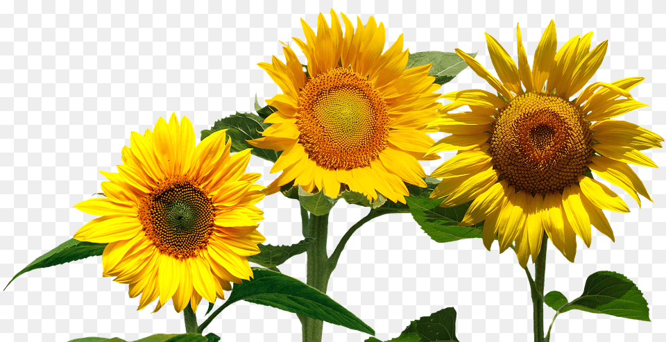 Sunflowers Cafepress Samsung Galaxy S8 Case Modelos De Convite De Girassol, Flower, Plant, Sunflower Png
