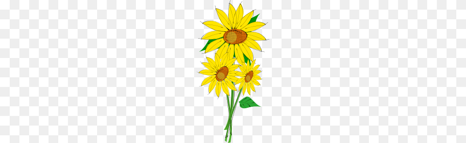 Sunflowers Clip Art Vector, Daisy, Flower, Plant, Sunflower Free Png Download