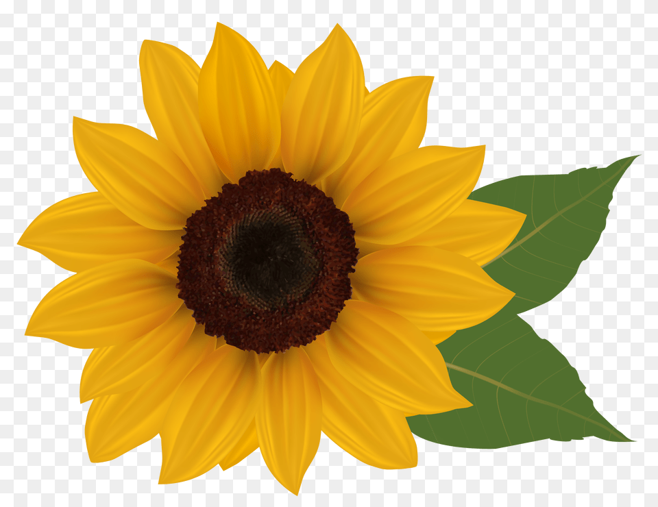 Sunflowers Clip Black And White Stock Swag Huge Freebie, Flower, Plant, Sunflower, Daisy Free Transparent Png