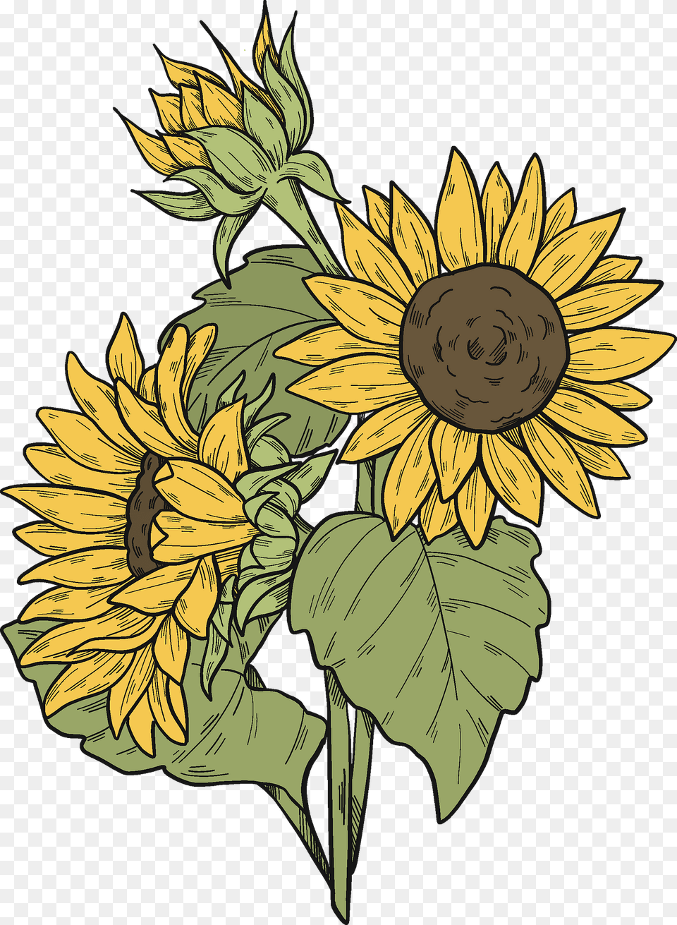 Sunflowers Clipart, Flower, Plant, Sunflower Free Png Download