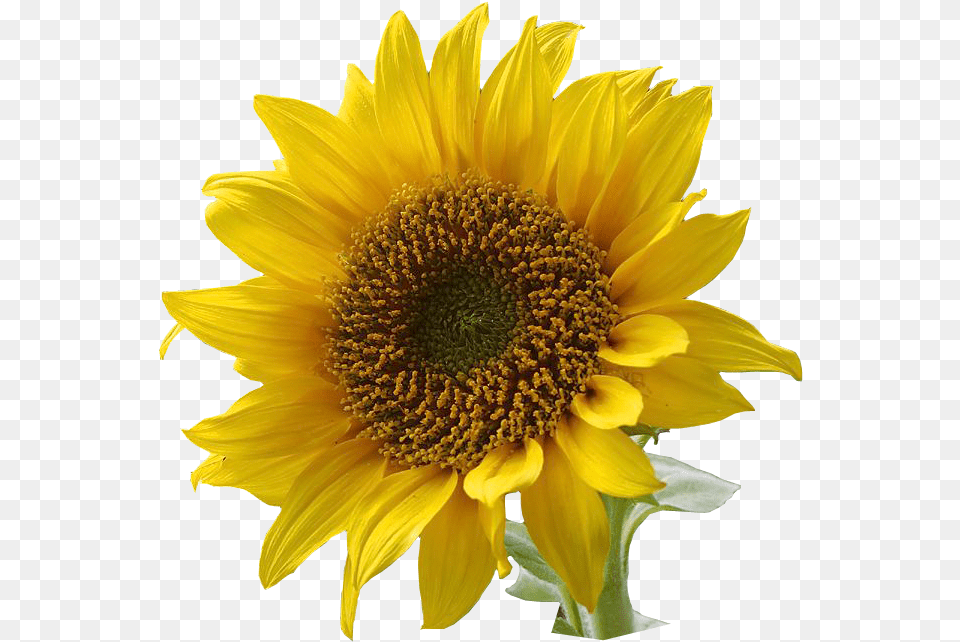 Sunflowers Clipart 2 Language Of Flowers Sunflower, Flower, Plant Free Png