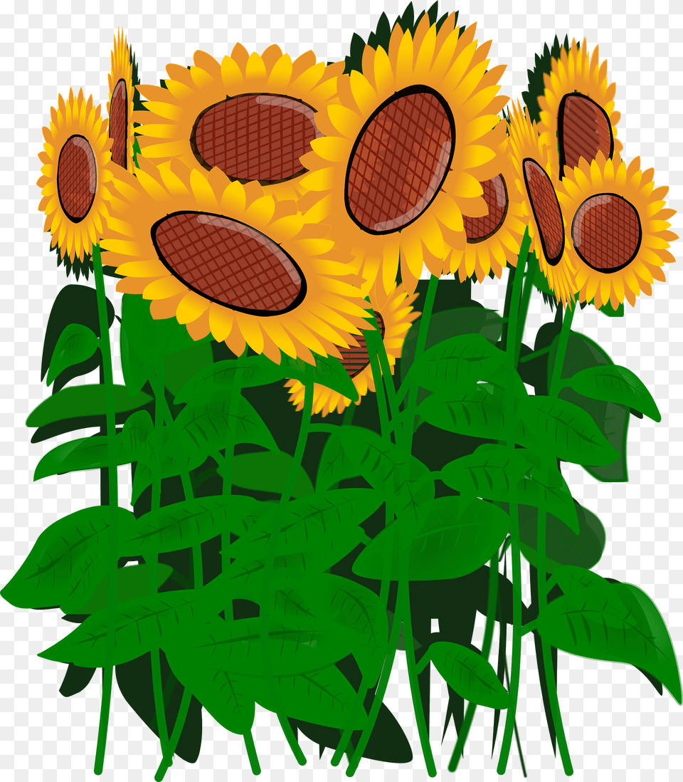 Sunflowers Clipart, Flower, Plant, Sunflower, Vegetation Free Png Download