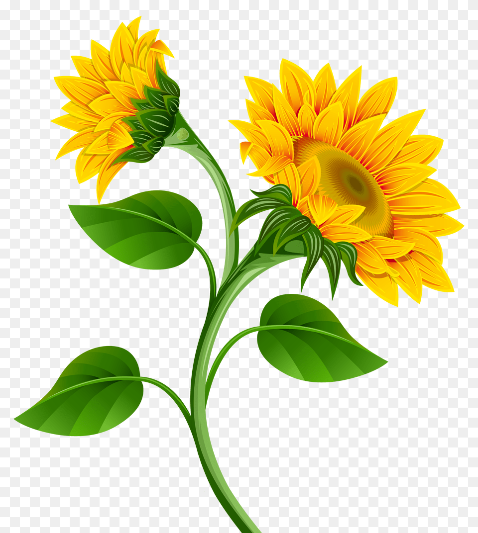 Sunflowers Clipart, Flower, Plant, Sunflower Free Png Download