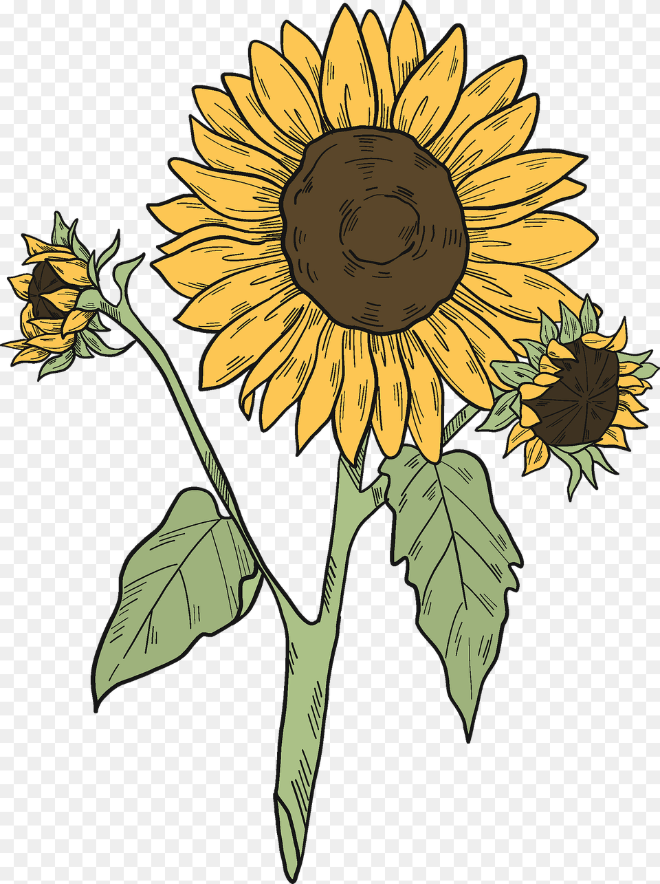Sunflowers Clipart, Flower, Plant, Sunflower, Person Free Transparent Png