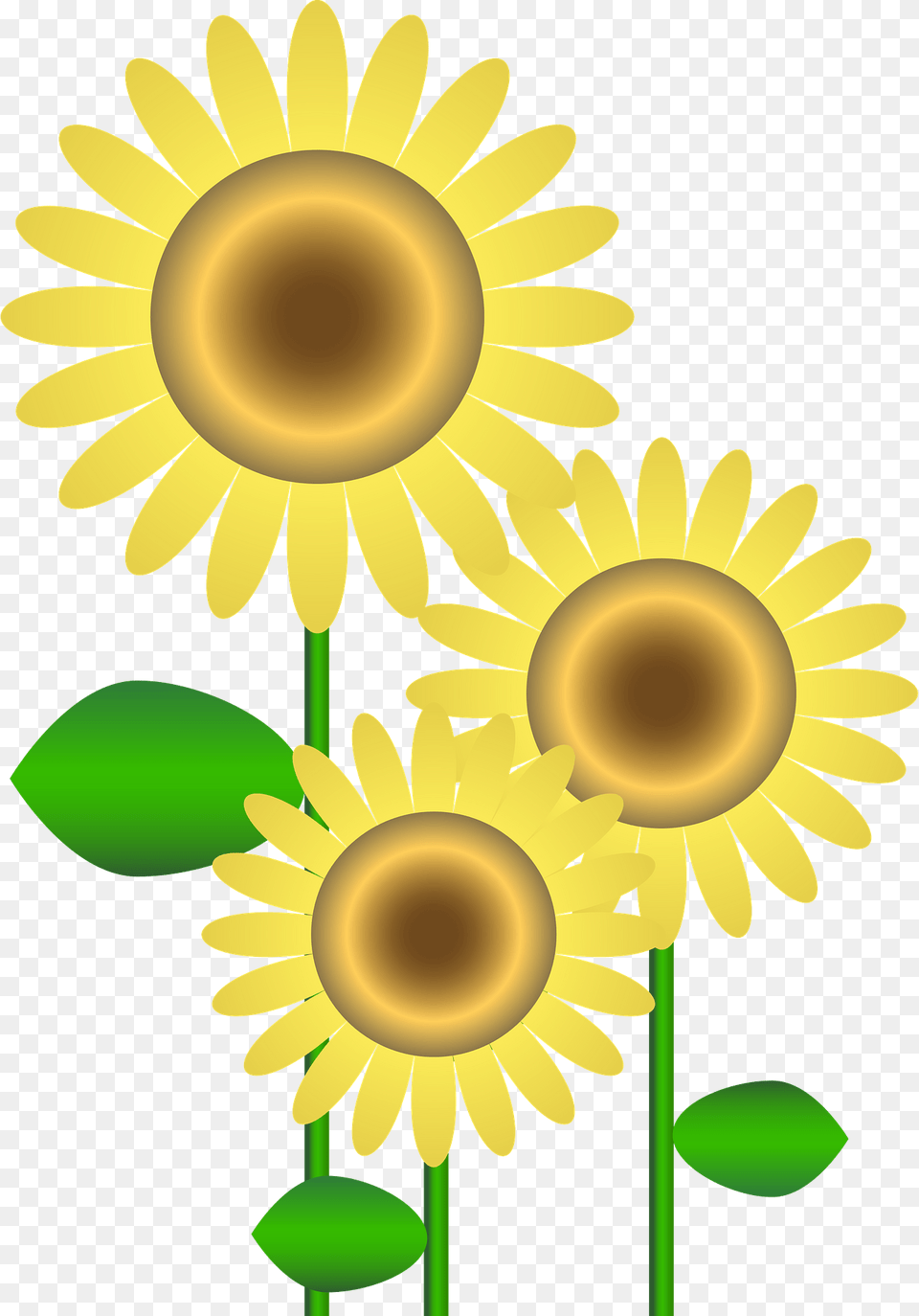 Sunflowers Clipart, Daisy, Flower, Plant, Sunflower Png Image