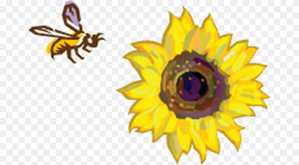 Sunflowers Clipart Bee Sunflowers And A Bee, Animal, Invertebrate, Insect, Honey Bee Png Image