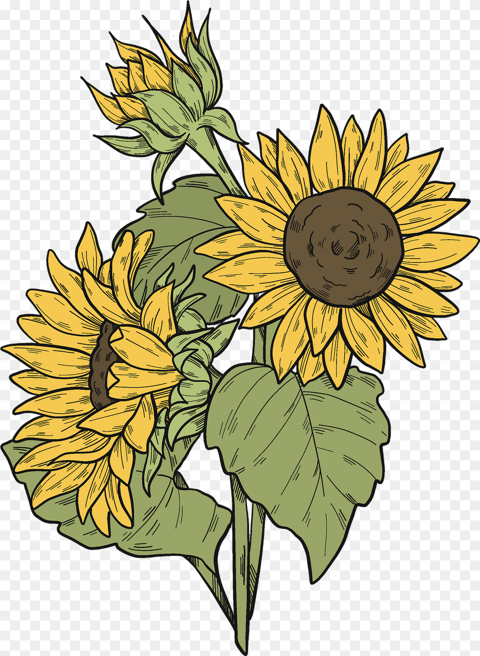 Sunflowers Clipart Download Creazilla Clipart Images Of Sunflowers, Flower, Plant, Sunflower Free Png