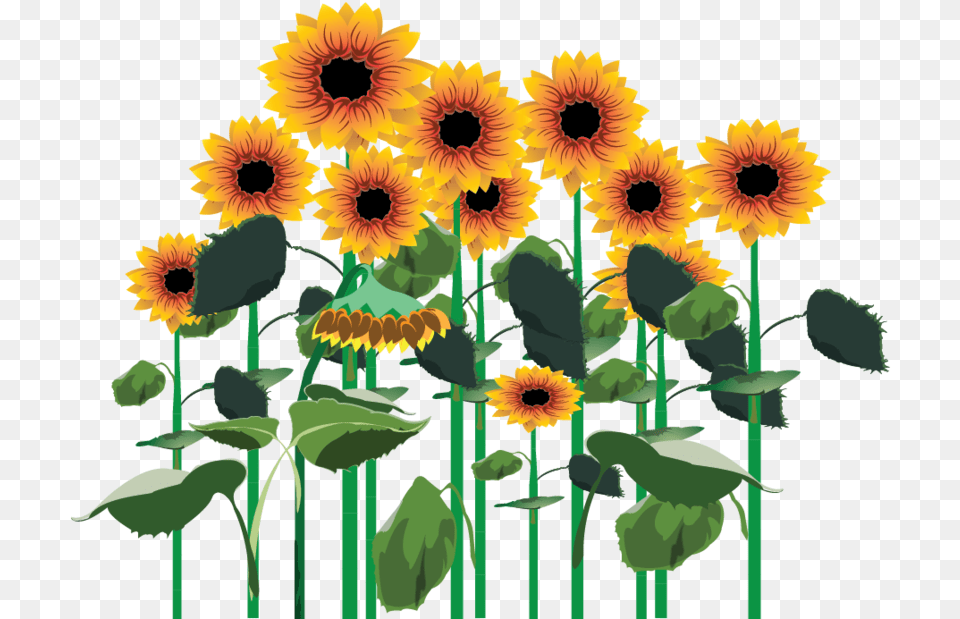 Sunflowers Clipart Full Size Clipart Transparent Sunflower Plants, Flower, Plant Free Png Download