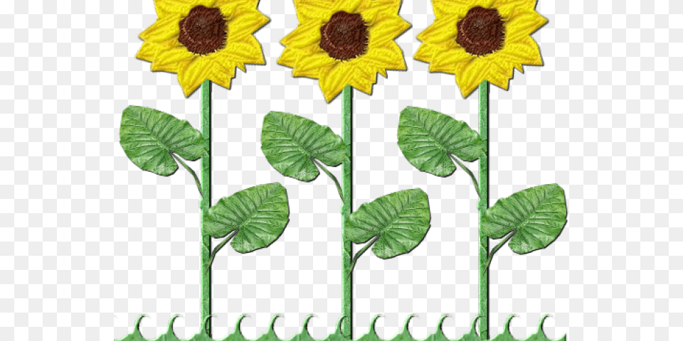 Sunflowers Clipart Shrub Sunflower, Flower, Leaf, Plant Png