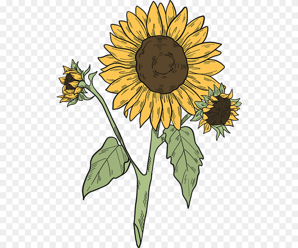 Sunflowers Clipart Sunflower, Flower, Plant, Person Png