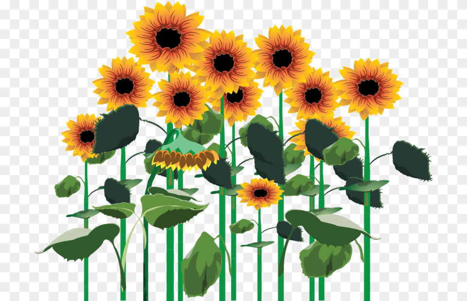 Sunflowers Clipart Sunflower Field, Flower, Plant Free Transparent Png