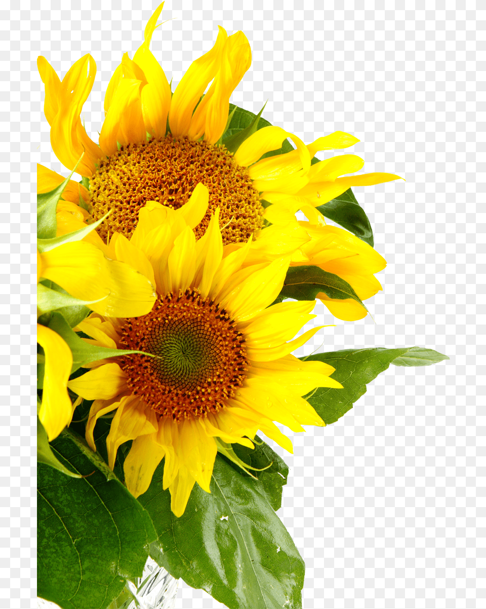 Sunflowers Common Sunflower Royalty Sunflower Pics Of Sunflowers, Flower, Plant Free Transparent Png