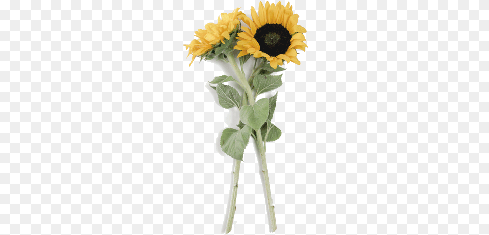 Sunflowers Dead Sunflower, Flower, Plant, Flower Arrangement, Flower Bouquet Free Png