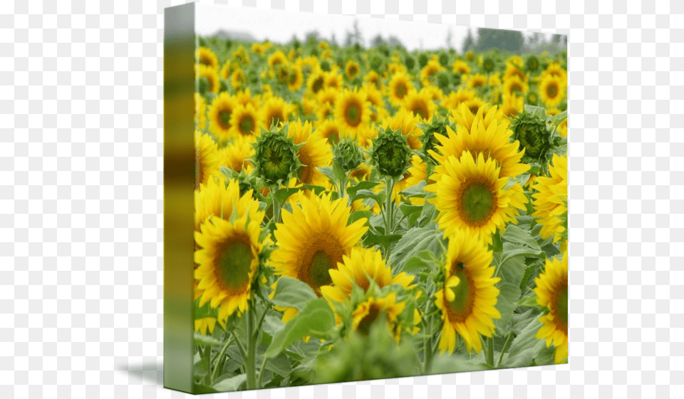 Sunflowers Field Sunflower, Flower, Plant Png Image