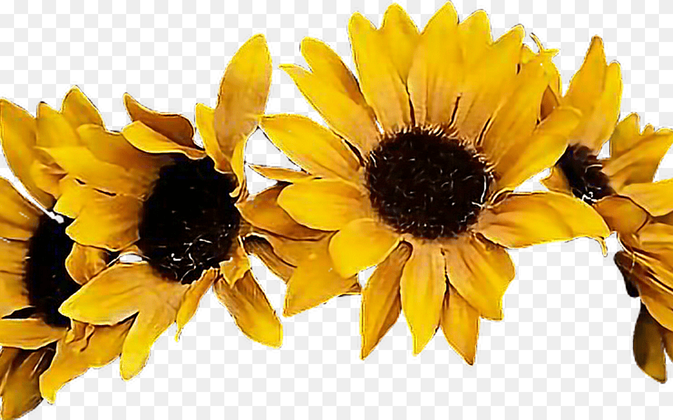 Sunflowers Flower Crown For Download On Sunflower Flower Crown, Petal, Plant, Daisy Free Png